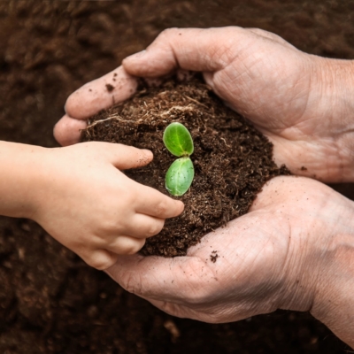 children-s-adult-hands-plant-young-seedling-ground-top-view