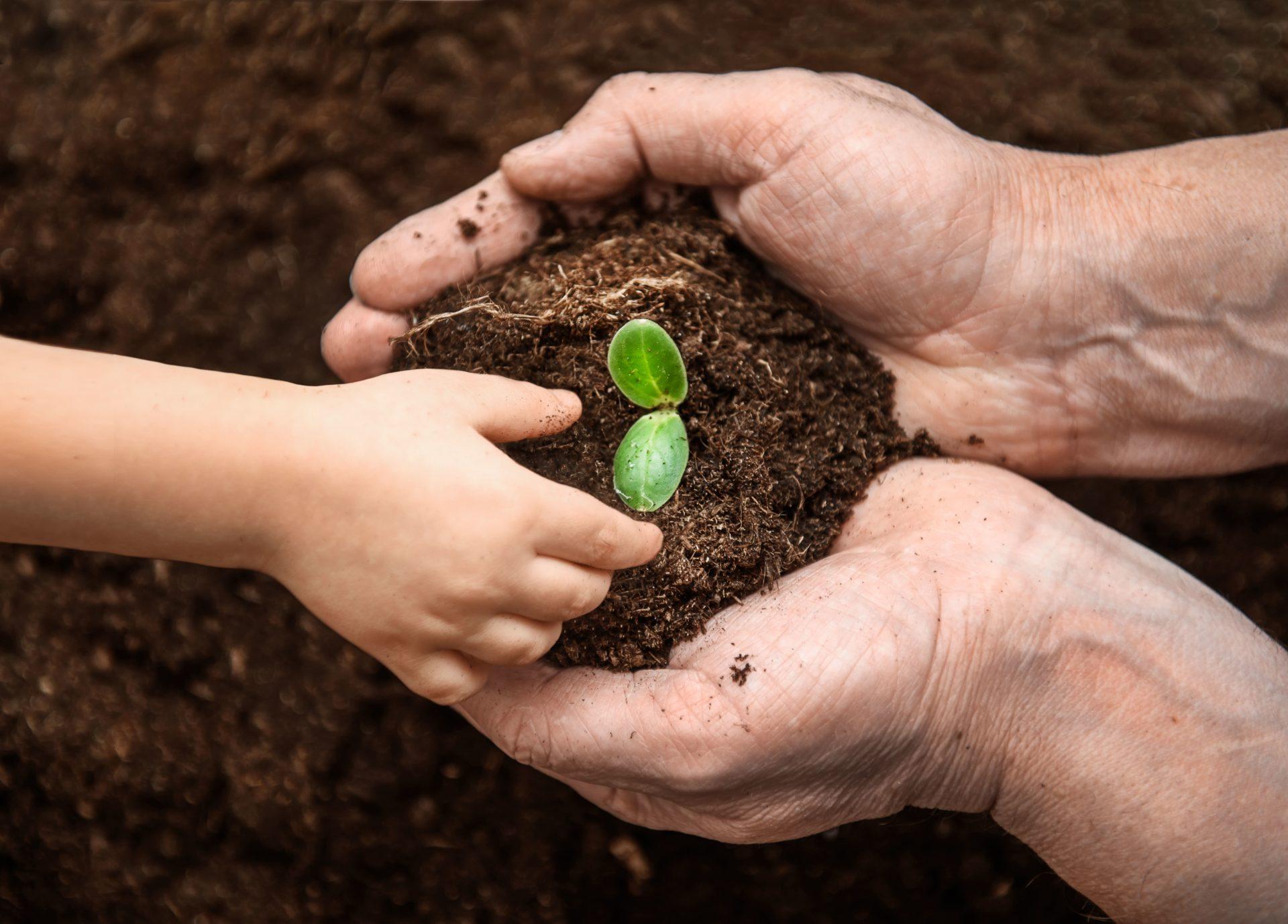 children-s-adult-hands-plant-young-seedling-ground-top-view