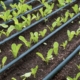row-many-young-cos-lettuce-vegetables-with-drip-irrigation-system-organic-nursery-plot