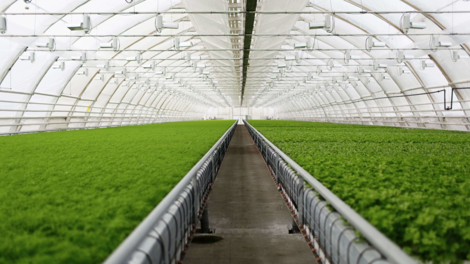 young-plants-growing-very-large-plant-commercial-greenhouse
