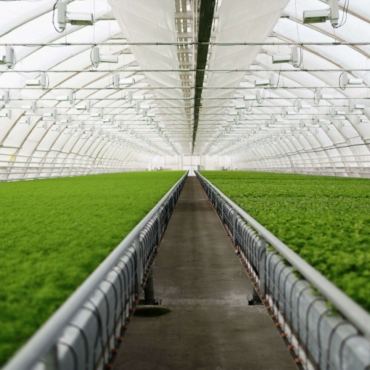 young-plants-growing-very-large-plant-commercial-greenhouse