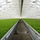 young-plants-growing-very-large-plant-commercial-greenhouse